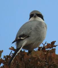 Lanius excubitor