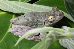 Itapotihyla langsdorffii