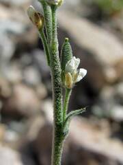 Draba lanceolata
