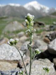 Draba lanceolata