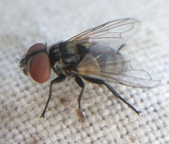 Phasia obesa