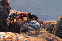 Grapsus albolineatus
