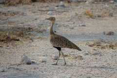 Eupodotis ruficrista