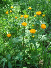 Trollius asiaticus