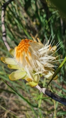 Protea welwitschii