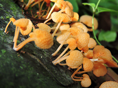 Favolaschia filopes