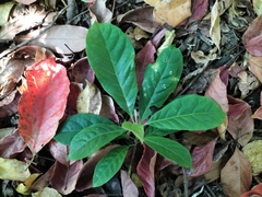 Elaeocarpus variabilis