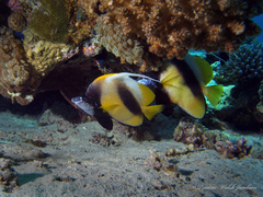 Heniochus intermedius