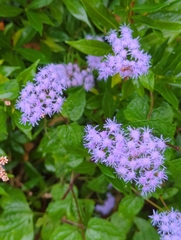 Conoclinium coelestinum