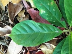 Elaeocarpus variabilis