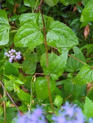 Conoclinium coelestinum