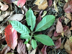Elaeocarpus variabilis