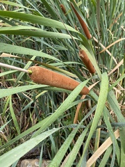 Typha orientalis