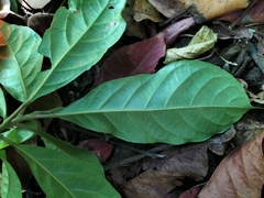 Elaeocarpus variabilis