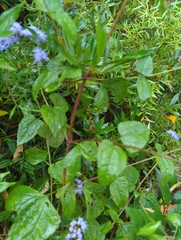 Conoclinium coelestinum