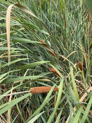 Typha orientalis