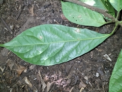 Elaeocarpus variabilis