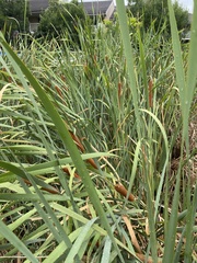 Typha orientalis