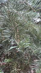 Abies concolor