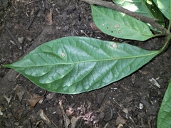 Elaeocarpus variabilis