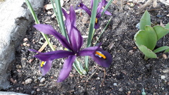 Iris reticulata