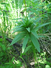 Lilium martagon pilosiusculum