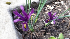 Iris reticulata