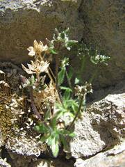 Draba altaica