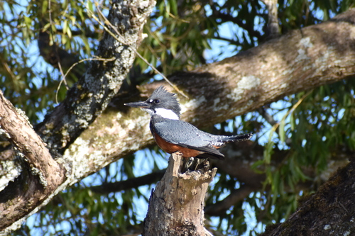Martín Gigante Neotropical (Megaceryle torquata)