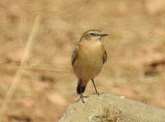 Oenanthe hispanica