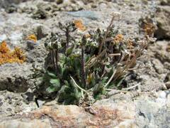 Draba altaica