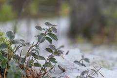 Vaccinium vitis-idaea