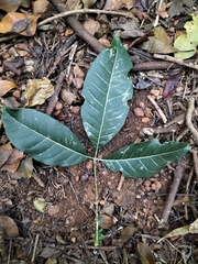 Melicope lunu-ankenda