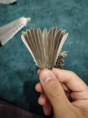 Curruca curruca