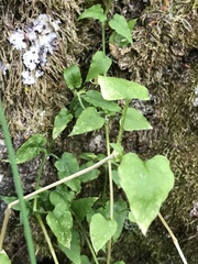 Stellaria parviflora