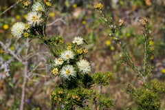Melaleuca systena
