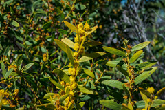 Acacia cochlearis