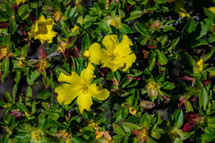 Hibbertia cuneiformis