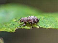 Parapantomorus fluctuosus