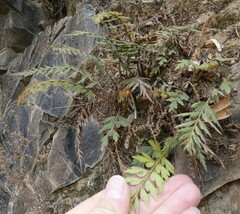 Asplenium aethiopicum