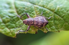 Parapantomorus fluctuosus