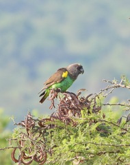 Poicephalus meyeri