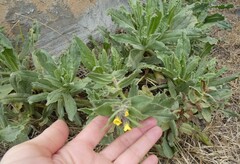 Alkanna orientalis