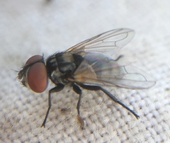 Phasia obesa