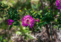 Pimelea rosea