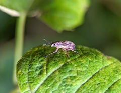 Parapantomorus fluctuosus