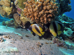 Heniochus intermedius