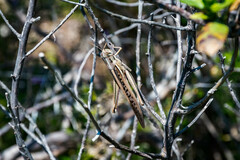 Austracris guttulosa