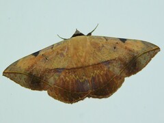 Hypopyra