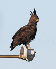 Lophaetus occipitalis